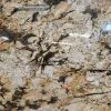 SP013-GR-VA-main Đá Granite Chamfer Gold Màu Vàng